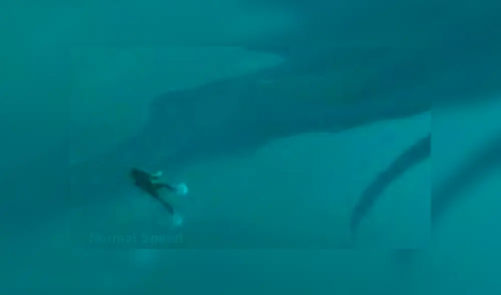 YouTube viral: Revelan origen del enigmático 'Bloop' y miles quedan aterrorizados [VIDEO]