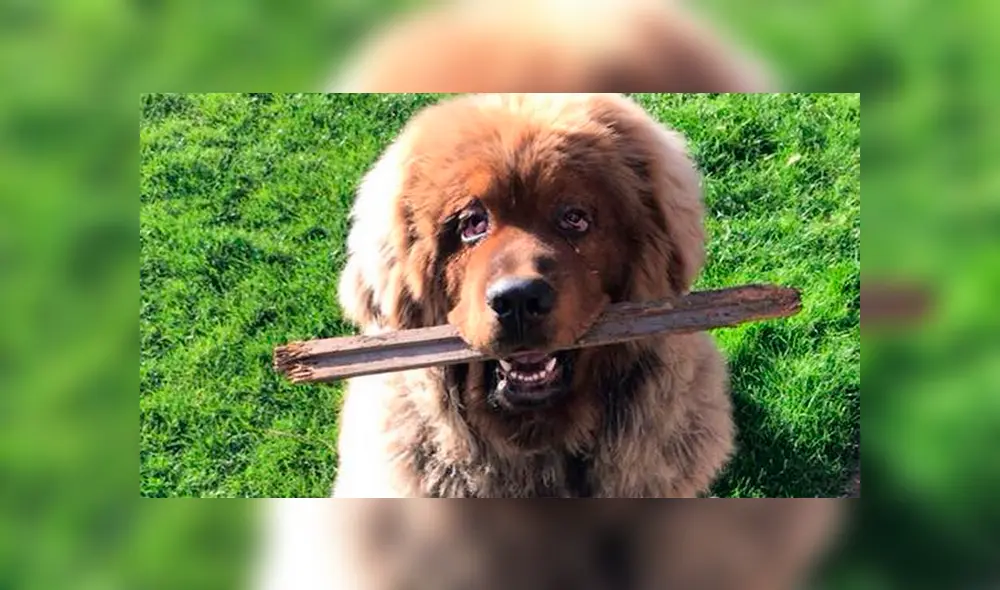 Perro de raza grande ataca a tres mujeres y es condenado a muerte [FOTOS] 