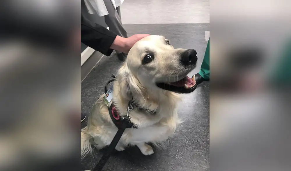 Desliza las imágenes para conocer la historia de un perrito que ‘trabaja’ en un centro de salud para alegrar a las personas. Foto: Twitter