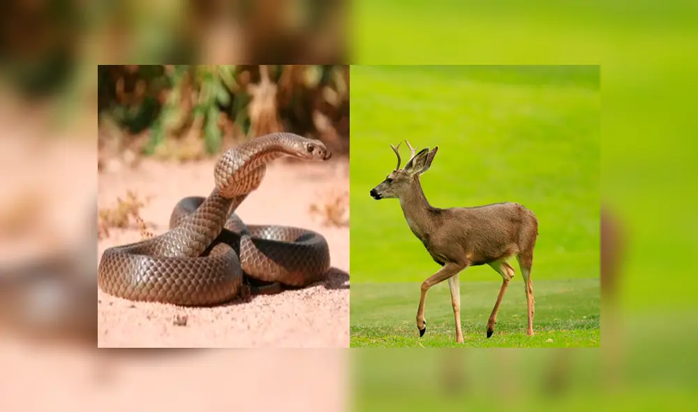 Miles en YouTube quedaron impresionados, luego de ver este viral protagonizado por una hambrienta serpiente; sin embargo, el video oculta un secreto que pocos notaron. Foto: Captura. Miles en YouTube quedaron impresionados, luego de ver este viral protagonizado por una hambrienta serpiente; sin embargo, el video oculta un secreto que pocos notaron. Foto: Captura.