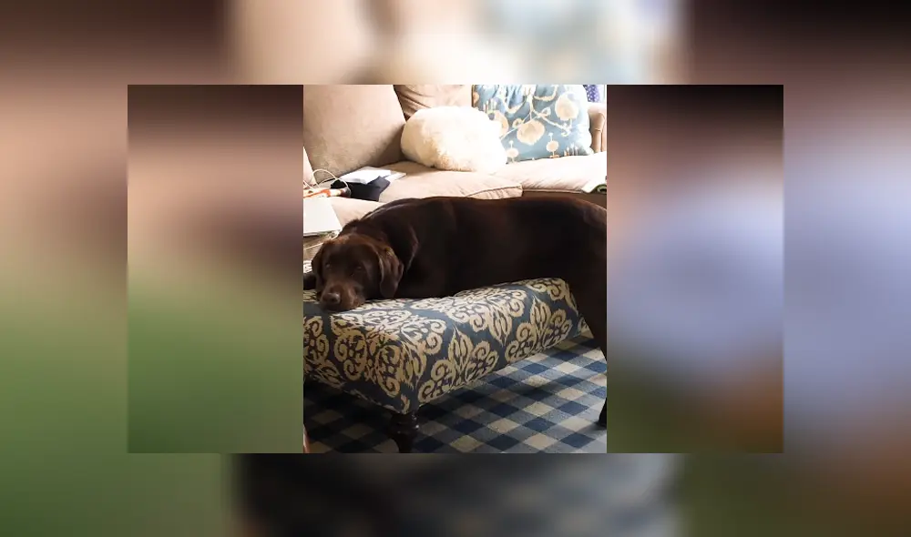 El can no sabía cómo jugar y le gustaba permanecer acostado casi siempre. Foto: Facebook