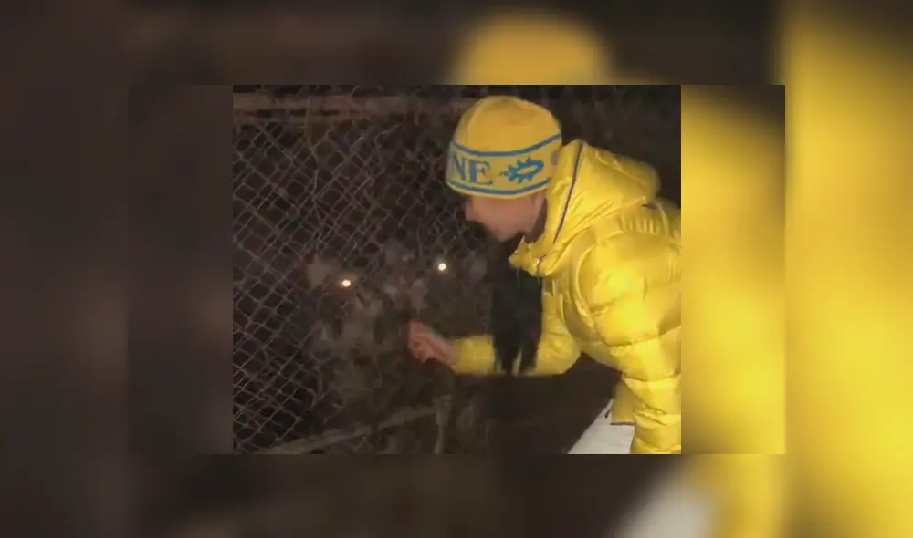 Seis tigres fueron abandonados en jaulas en malas condiciones sin nada que comer Seis tigres fueron abandonados en jaulas en malas condiciones sin nada que comer