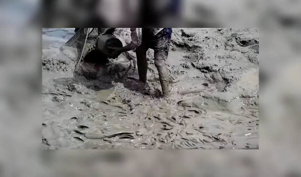 YouTube viral: ingresa descalzo a misterioso lodo y encuentra miles de extrañas criaturas moribundas YouTube viral: ingresa descalzo a misterioso lodo y encuentra miles de extrañas criaturas moribundas