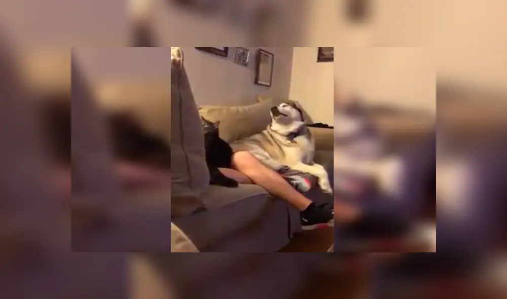 Desliza las imágenes para apreciar la singular reacción del perro tras percatarse que su dueño acariciaba a la nueva mascota. Desliza las imágenes para apreciar la singular reacción del perro tras percatarse que su dueño acariciaba a la nueva mascota.