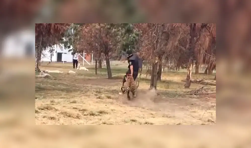 Facebook: hombre ingresa a recinto para ‘jugar’ con tigre y depredador tiene temible reacción [VIDEO]