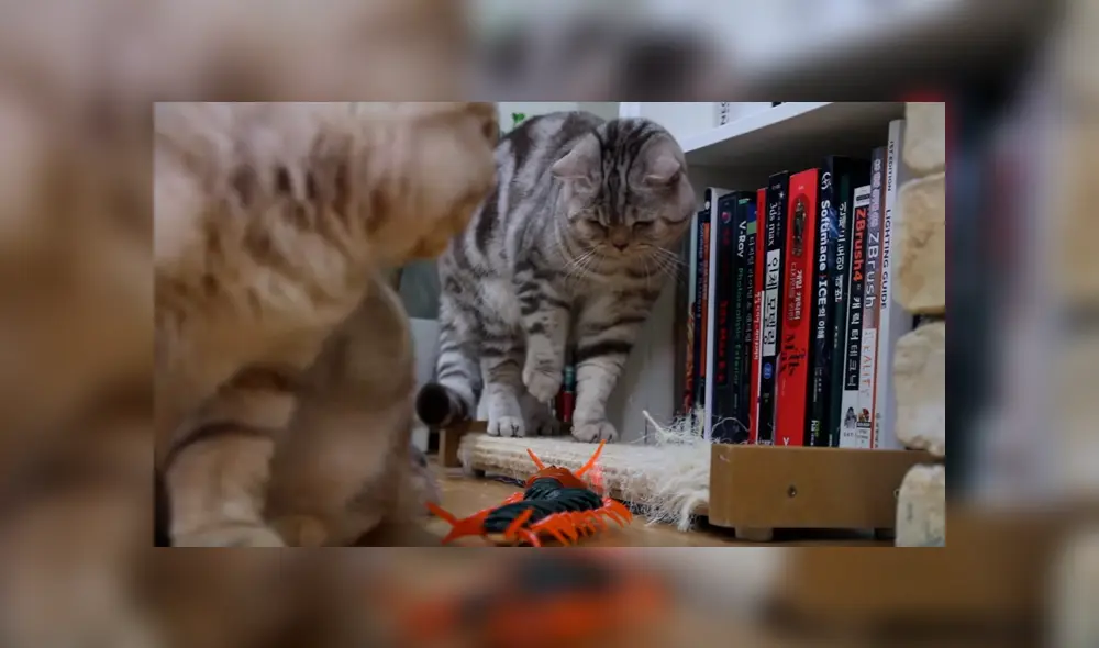 La extraña actitud de los gatos al ver al ciempiés divirtió a miles de usuarios. Foto: captura. La extraña actitud de los gatos al ver al ciempiés divirtió a miles de usuarios. Foto: captura.