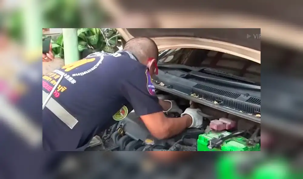 Desliza para ver a la criatura que encontró un mecánico en el interior de un carro. Desliza para ver a la criatura que encontró un mecánico en el interior de un carro.