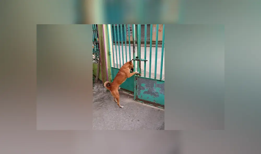 Desliza las imágenes para ver la increíble conducta que tuvo un perro para salir de casa. Fotocapturas: ViralHog/YouTube