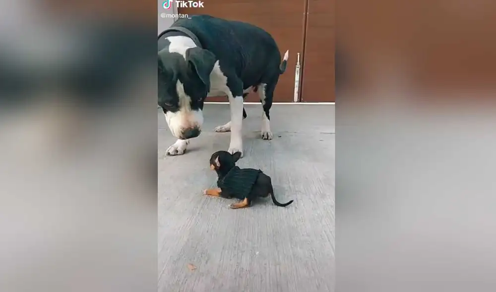 Desliza las imágenes para ver la divertida escena que protagonizaron estas dos mascotas al conocerse. Foto: captura de TikTok/ montan_pets