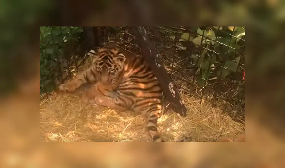 Niños ingresan a jaula de tigres para acariciarlos, sin imaginar lo que pasaría.