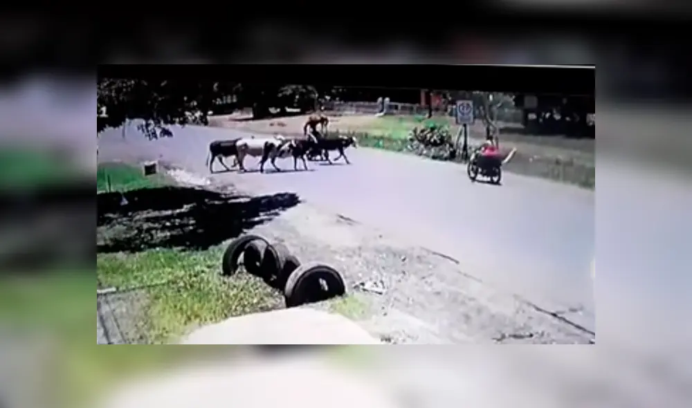 YouTube viral: con letal patada una 'vaca karateca' hace volar a un motociclista [VIDEO] 