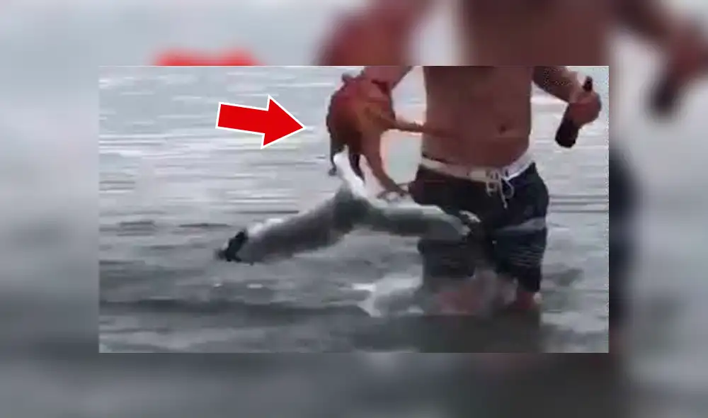 YouTube viral: enorme pulpo usa sus tentáculos para devorar a gaviota y bañista salva la vida del ave [VIDEO]