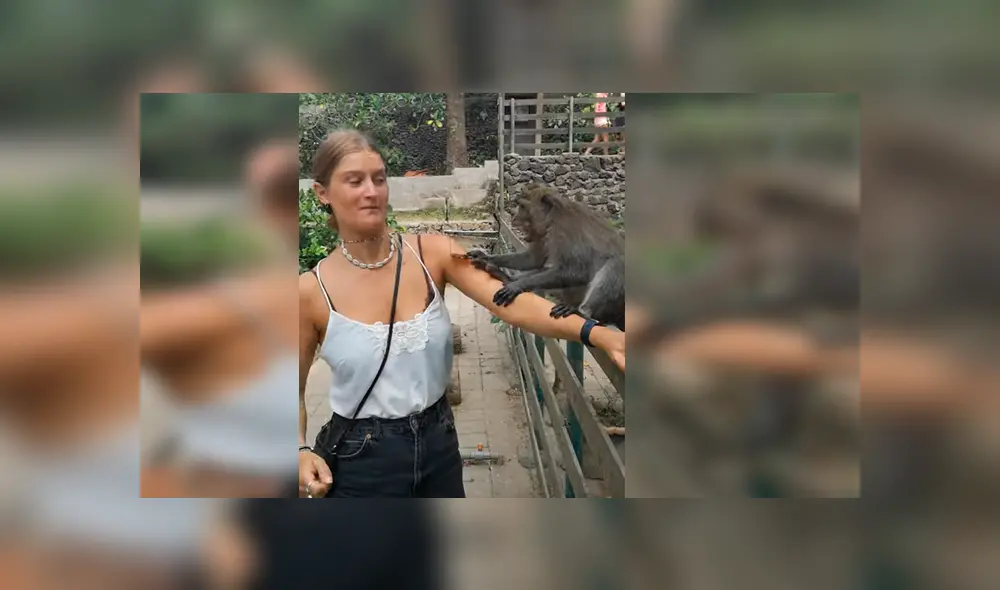 Video es viral en Facebook. Pequeño mono se acercó a la joven y le robó desprevenidamente sus lentes de sol.