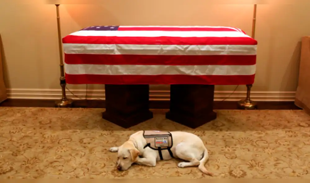 Estados Unidos: la conmovedora foto de Sully, el perro del expresidente George H.W. Bush [FOTOS]