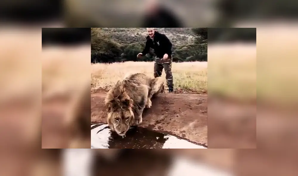 El joven asustó por la espalda al feroz depredador mientras estaba tomando agua de una laguna. Foto: captura
