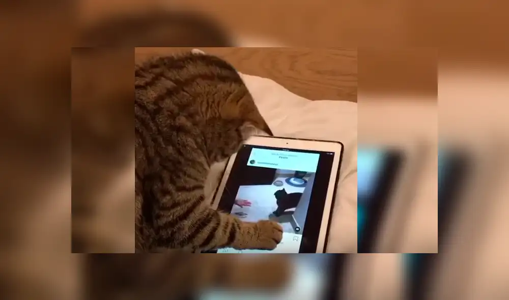 Video es viral en Facebook. Mujer había dejado el aparato en cama y cuando regresó a verlo encontró a su gata en una singular escena que no dudó grabar Video es viral en Facebook. Mujer había dejado el aparato en cama y cuando regresó a verlo encontró a su gata en una singular escena que no dudó grabar