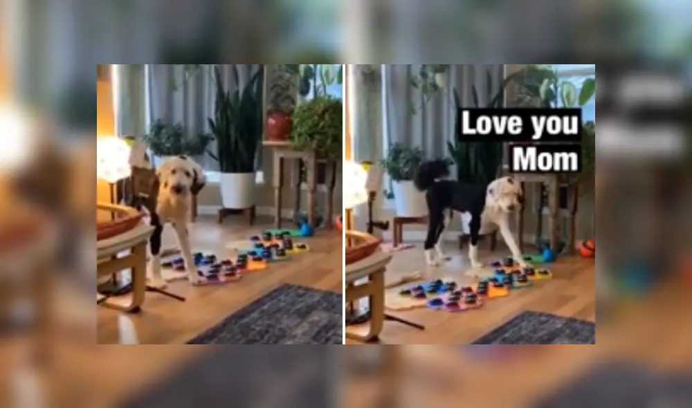 Desliza las imágenes para ver más sobre el adorable comportamiento de este perrito. (Foto: captura)