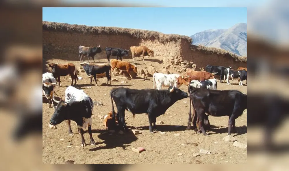 ganado vacuno ganado vacuno