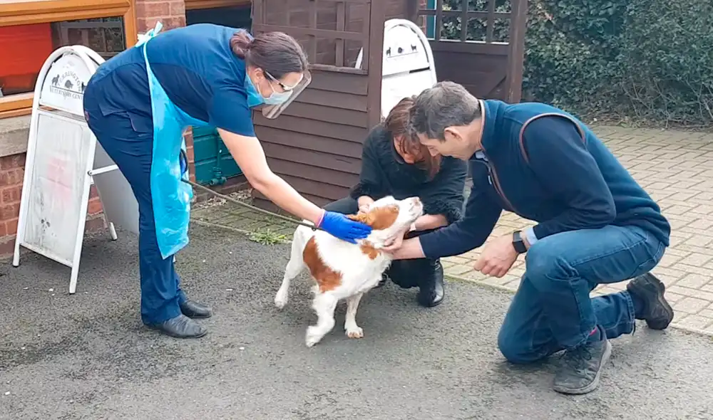 La perrita fue hallada gracias al microchip que poseía. Foto: Ben Hardy / YouTube