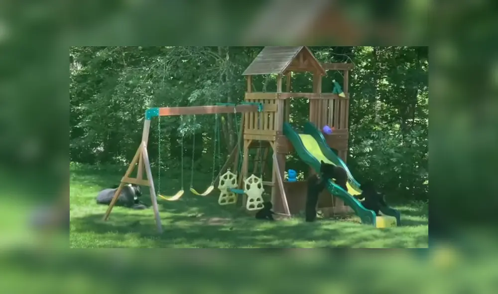 La familia de osos fue captada jugando en el jardín de una casa. Foto: YouTube