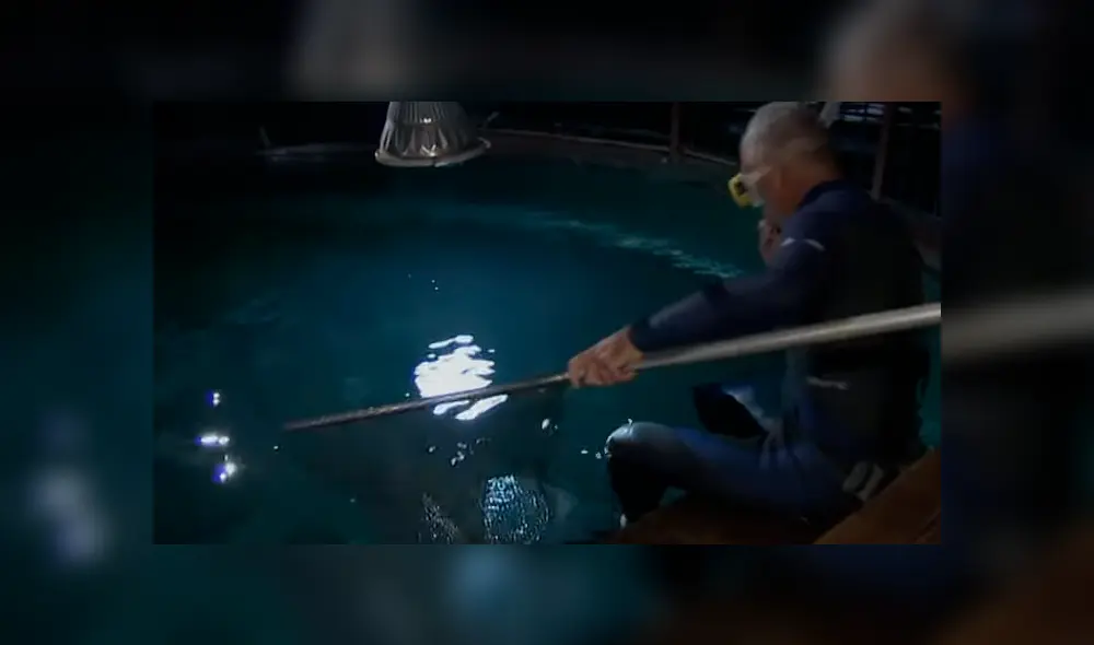 Desliza hacia la izquierda para ver el aspecto del pez que capturó un hombre dentro de un peligroso acuario El video es viral en YouTube. Desliza hacia la izquierda para ver el aspecto del pez que capturó un hombre dentro de un peligroso acuario El video es viral en YouTube.