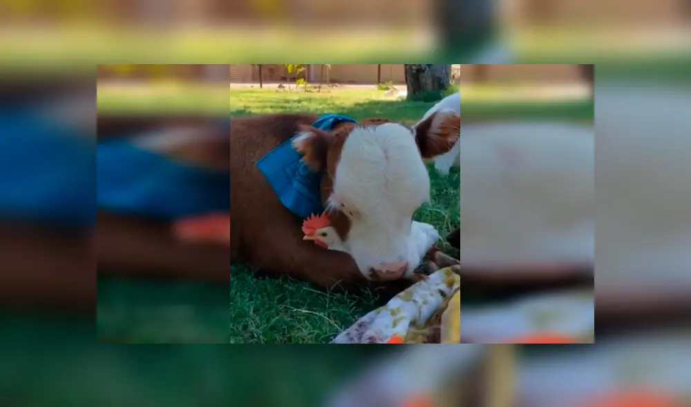 Desliza las imágenes para observar el amoroso momento entre un ternero junto a un gallo. Fotocaptura: Aimee’s Farm Animal Sanctuary. Desliza las imágenes para observar el amoroso momento entre un ternero junto a un gallo. Fotocaptura: Aimee’s Farm Animal Sanctuary.
