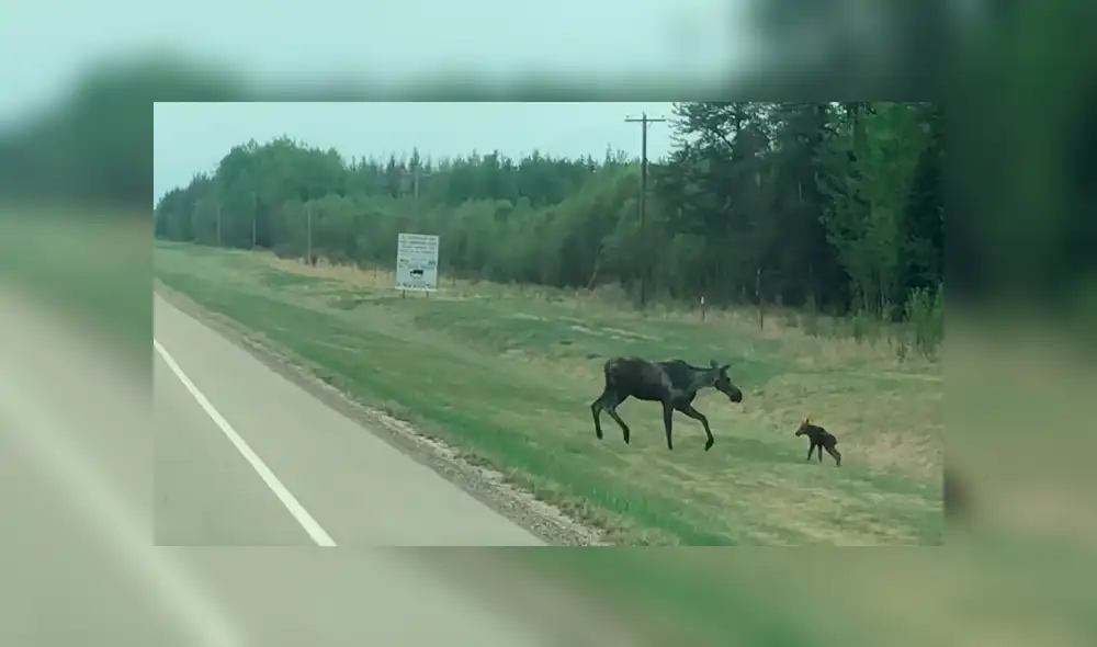 Facebook viral: Mamá alce para el tránsito de una carretera para ayudar a cruzar a su crío [VIDEO]