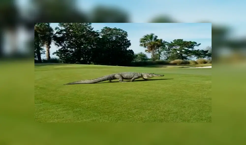 Facebook viral: gigantesco reptil aparece en campo de golf y aterra a jugadores 