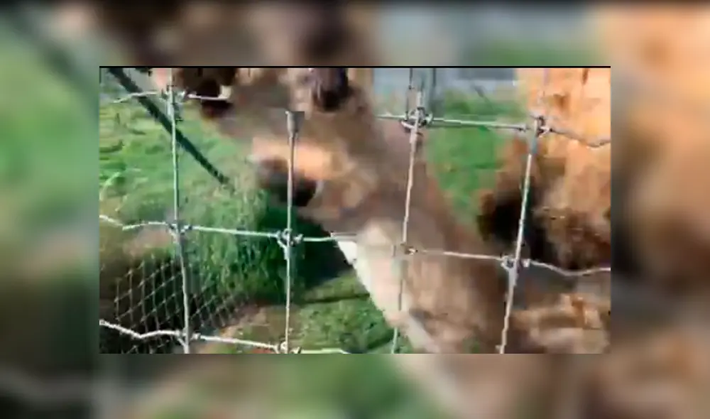 Video viral de Facebook. Cuidador se acerca para tomar una foto a leona y enfurecido depredador lo ataca.