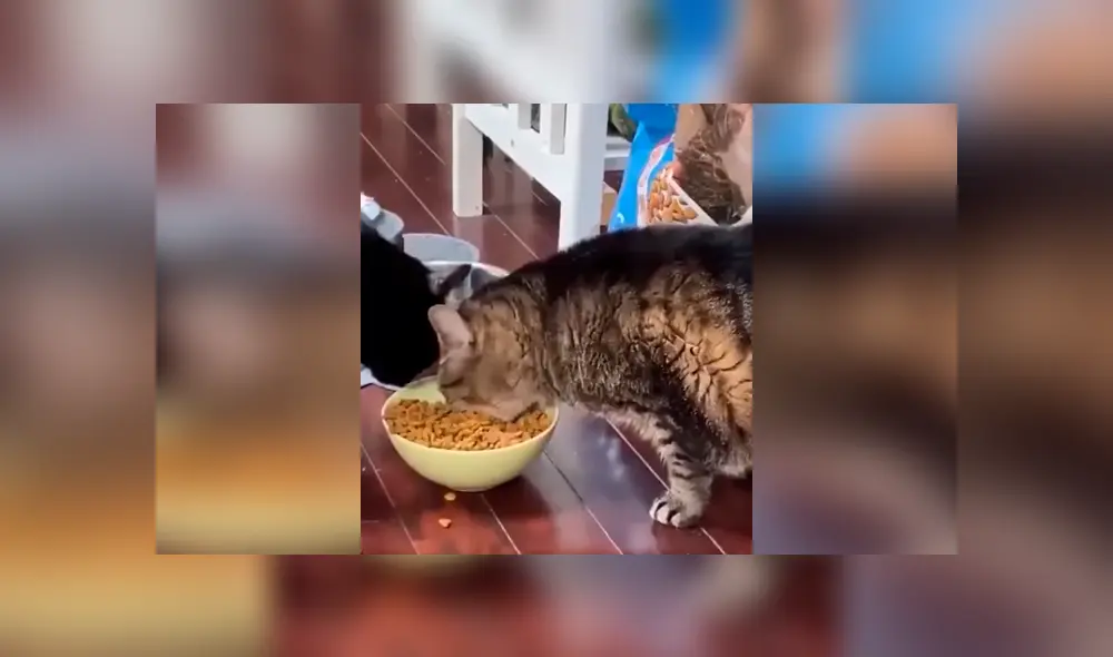 Desliza las imágenes para observa el comportamiento de un gato para impedir que su ‘amigo’ le quite su comida. Foto: Captura.