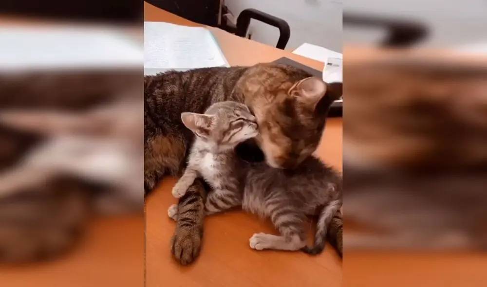 Desliza las imágenes para conocer la historia de un gato bebé que fue rescatado por una joven y consiguió un ‘nuevo amigo’. Foto: Captura de TikTok