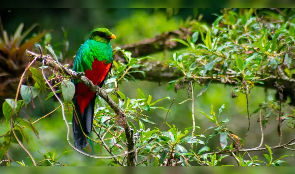 Quetzal de cabeza dorada. Foto: Sernanp-Hermetson Cano. Quetzal de cabeza dorada. Foto: Sernanp-Hermetson Cano.