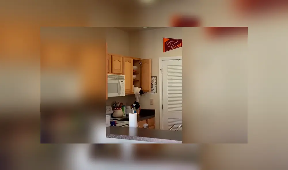 Desliza las imágenes para observa la travesura que cometió un gato durante la ausencia de su dueña. Foto: Captura. Desliza las imágenes para observa la travesura que cometió un gato durante la ausencia de su dueña. Foto: Captura.