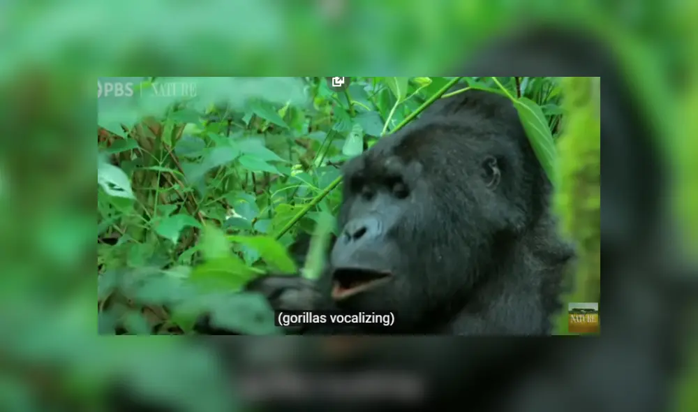 Desliza hacia la izquierda para ver más del video viral. Desliza hacia la izquierda para ver más del video viral.