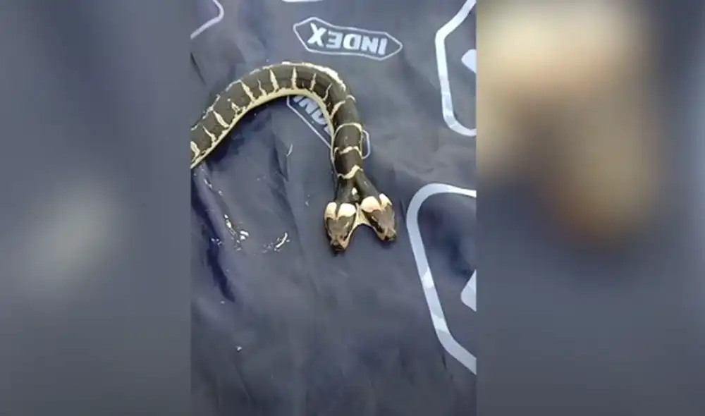 Desliza hacia la izquierda para ver las imágenes del viral de YouTube. Foto: ViralPress. Desliza hacia la izquierda para ver las imágenes del viral de YouTube. Foto: ViralPress.