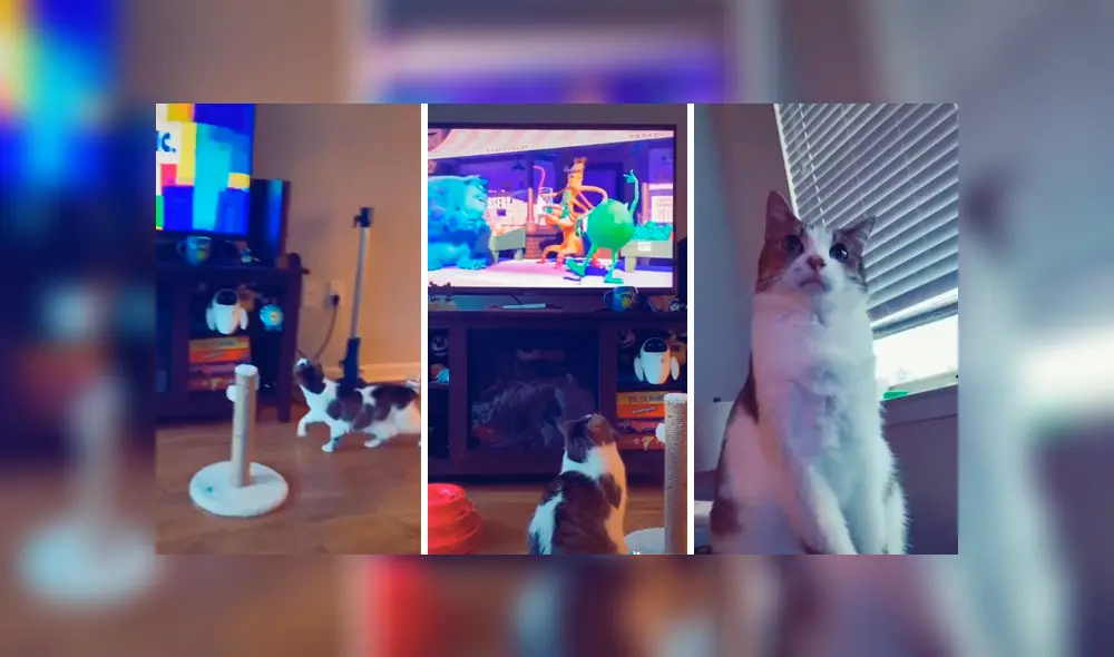 Desliza las imágenes para apreciar la tierna reacción de un gato cuando su dueña le pone su película favorita. Foto: Captura. Desliza las imágenes para apreciar la tierna reacción de un gato cuando su dueña le pone su película favorita. Foto: Captura.