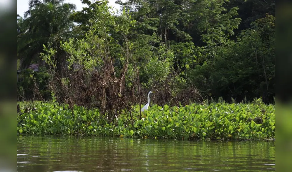 Conoce el Parque Natural de Pucallpa, un zoológico en medio de la selva [FOTOS]