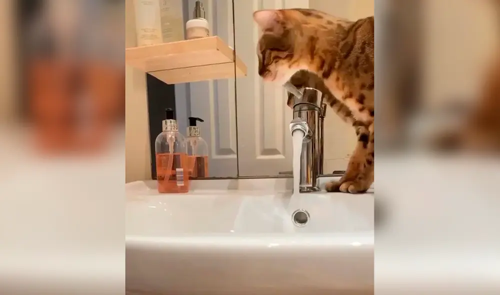 El gato también aprendió a bloquear el desagüe. Foto: Kennedy News and Media