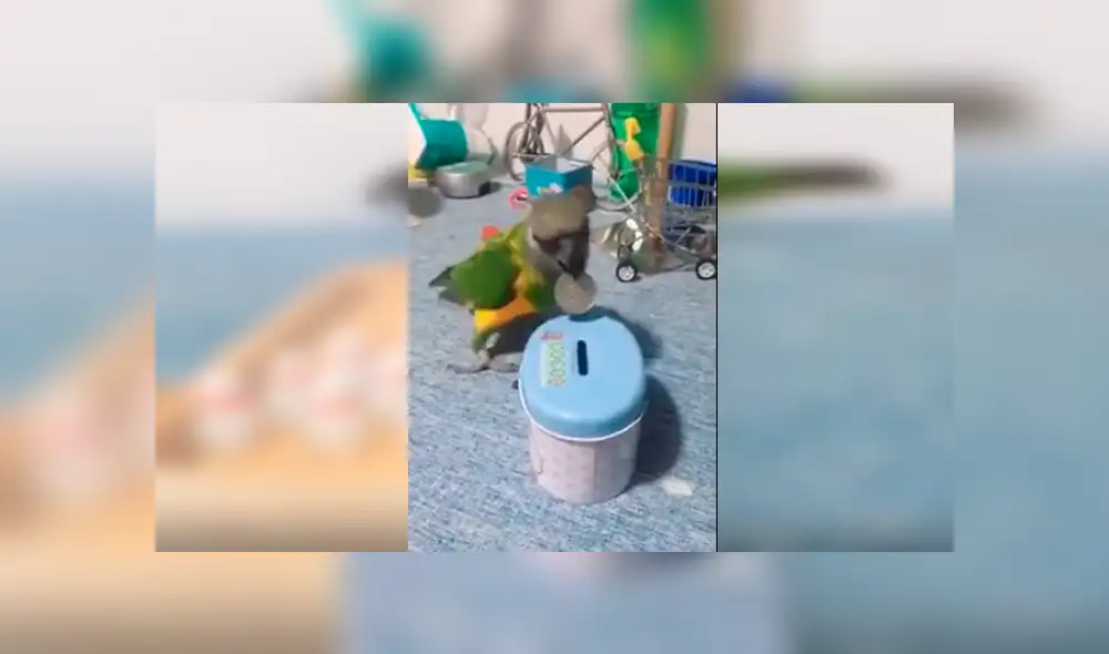 Video es viral en Facebook. Astuto loro ha sorprendido a más de uno al realizar diversas actividades de un humano con gran destreza. Entre ellas, izar una bandera y botar la basura Video es viral en Facebook. Astuto loro ha sorprendido a más de uno al realizar diversas actividades de un humano con gran destreza. Entre ellas, izar una bandera y botar la basura