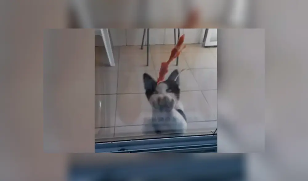 En YouTube, un hombre brinda varios trozos de carne a indefensos animales que llegan a su tienda para pedir ayuda. En YouTube, un hombre brinda varios trozos de carne a indefensos animales que llegan a su tienda para pedir ayuda.