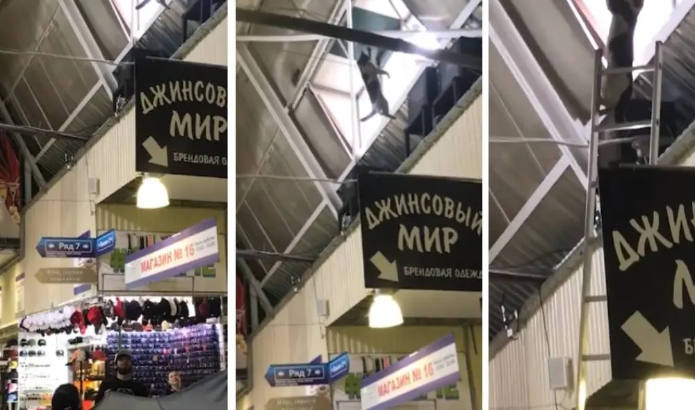 Desliza las imágenes para ver la continuación del viral. Foto: Captura/ViralHog Desliza las imágenes para ver la continuación del viral. Foto: Captura/ViralHog