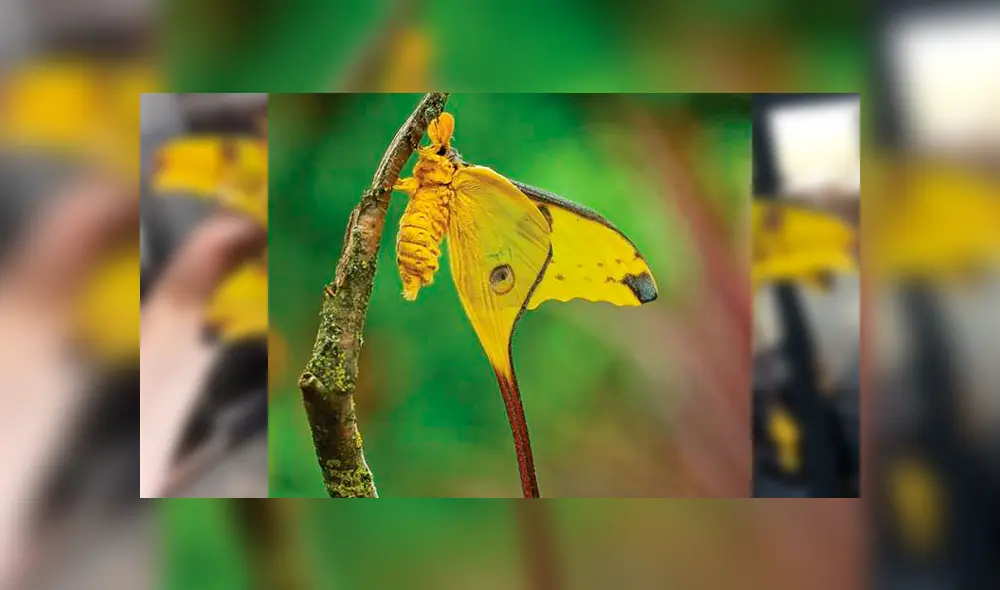 Desliza para ver la mariposa que ha sorprendido a todos en YouTube. Foto: Captura.