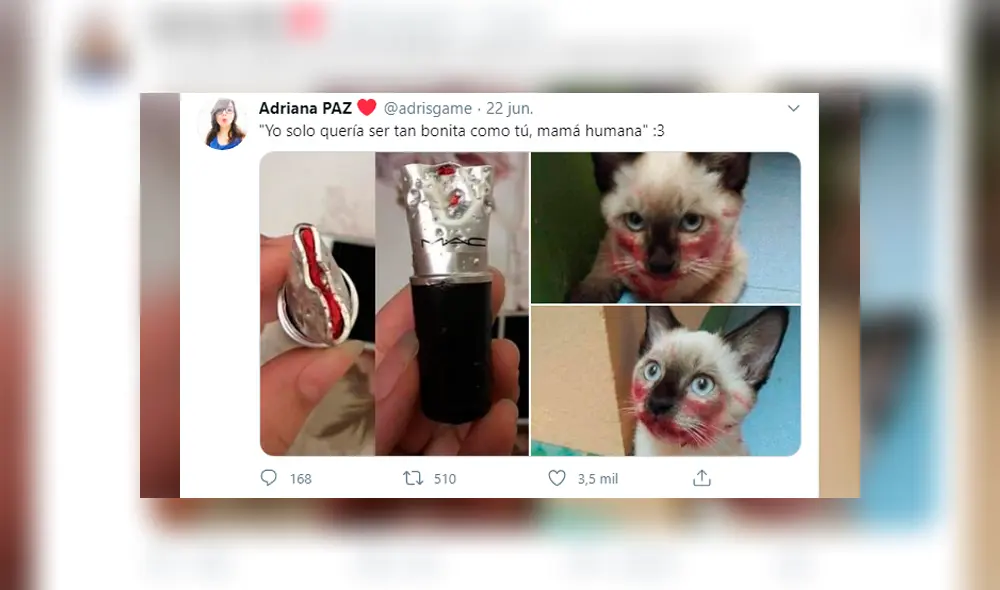 Desliza las imágenes para conocer la travesura que cometió un gato en un momento de distracción de su dueña. Foto: Adriana Paz. Desliza las imágenes para conocer la travesura que cometió un gato en un momento de distracción de su dueña. Foto: Adriana Paz.
