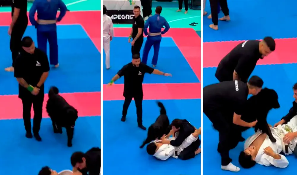 El joven trató de calmar a su mascota; sin embargo, uno de los jueces lo agarró con cuidado y se lo llevó en brazos. Foto: composición LR/TikTok/@dojoroninchile El joven trató de calmar a su mascota; sin embargo, uno de los jueces lo agarró con cuidado y se lo llevó en brazos. Foto: composición LR/TikTok/@dojoroninchile