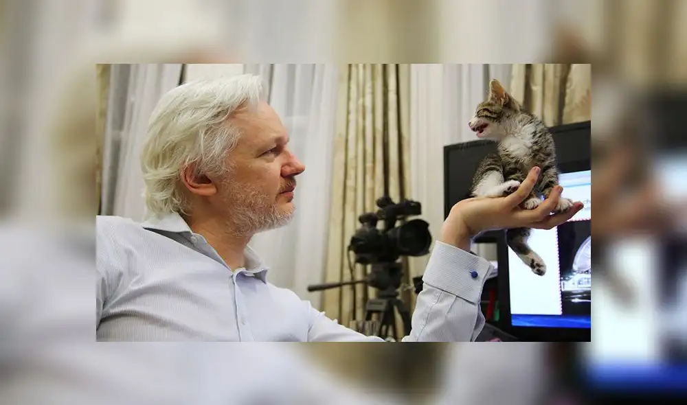 El destino del gatito que vivía junto a Julian Assange en la embajada de Ecuador [FOTOS]