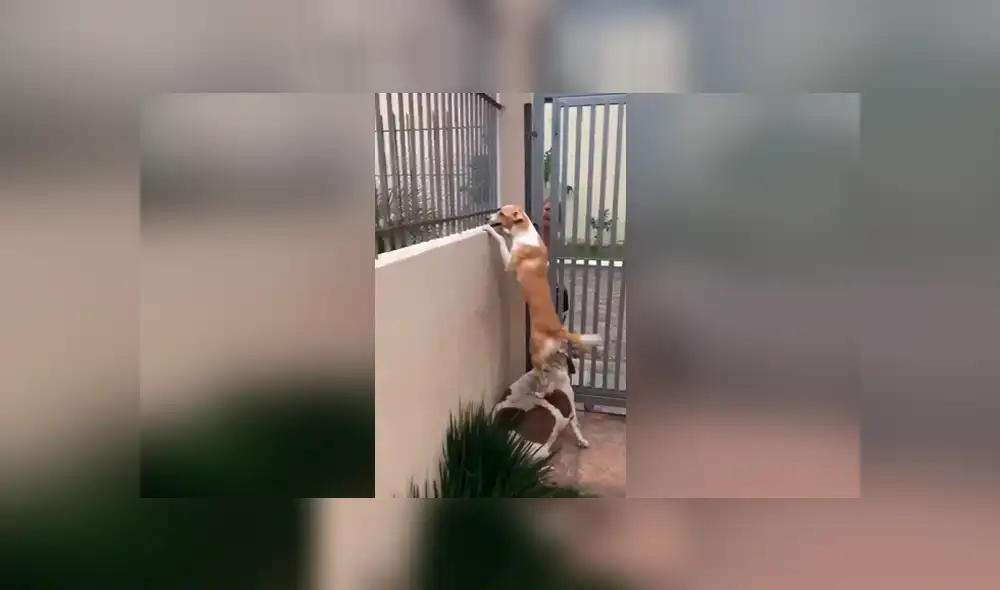 Facebook viral: graban a perro siendo el 'banquito' de su amigo que estaba 'enamorado' de la vecina [VIDEO]