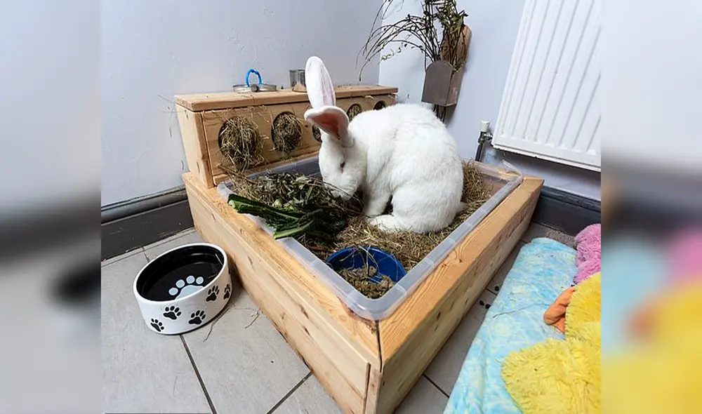 Desliza las imágenes para conocer a Jester, el conoce que ha asombrado por su gran tamaño. Foto: Facebook