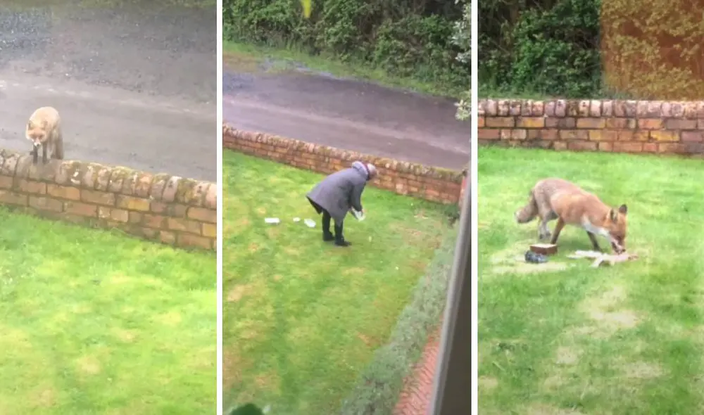 Desliza para ver la secuencia del viral. Foto: Captura/YouTube/ViralHog Desliza para ver la secuencia del viral. Foto: Captura/YouTube/ViralHog