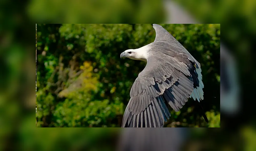 Desliza para ver los detalles del video viral de Facebook. Foto: Captura. Desliza para ver los detalles del video viral de Facebook. Foto: Captura.