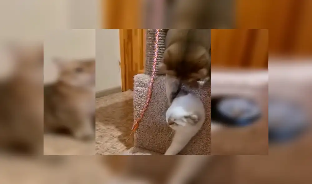 YouTube viral: gato se pone celoso de la nueva mascota de su dueño y lo encierra [VIDEO]